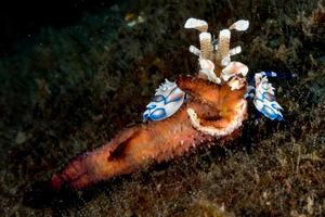 camarón arlequín hymenocera elegans picta cerrar foto