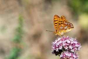 American small copper butterfly close up portrait photo