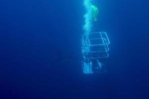 cage dive with White shark ready to attack photo