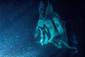 Manta eating krill plancton at night photo