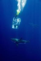 cage dive with White shark ready to attack photo