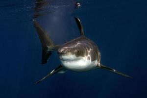 gran tiburón blanco listo para atacar desde el azul profundo foto