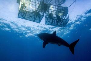 Cage dive with Great White shark ready to attack photo