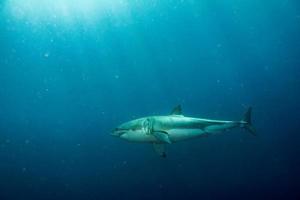 buceo en jaula con tiburón blanco listo para atacar foto