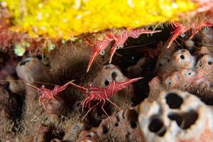 Scarlet Skunk Cleaner Shrimp close up macro photo