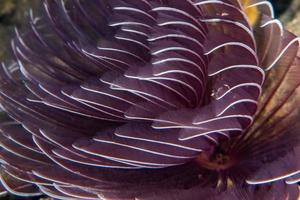 Spiroghraph underwtaer close up portrait macro detail photo