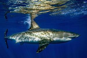 Great White shark ready to attack photo