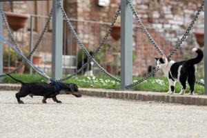 dachshund  dog and cat meeting photo