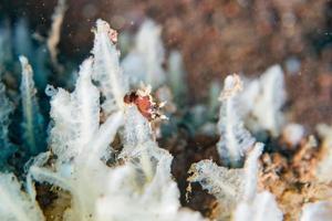 Colorful chromodoris nudibranch close up macro detail in indonesia photo