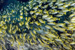 yellow Snapper Lutjanidae while diving maldives photo