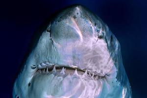 Great White shark ready to attack photo