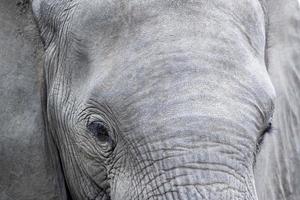 elephant eye close up in kruger park south africa photo