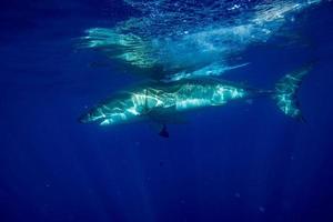 Great White shark ready to attack photo