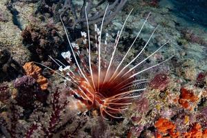 Scorpion Lion fish portrait while diving indonesia photo