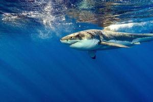 Great White shark ready to attack close up photo