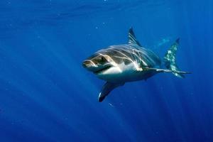 Great White shark ready to attack photo