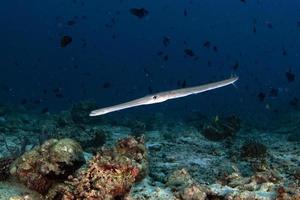 Flute trumpet fish while diving indonesia detail photo