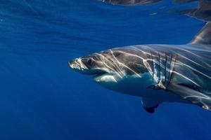 Great White shark ready to attack photo