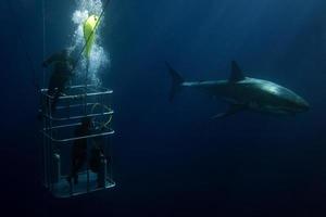 Divers in a cage with Great White shark underwater photo