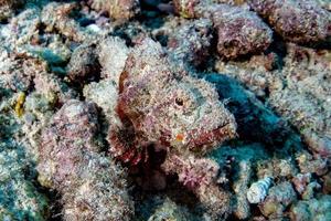 Dangerous Stone Fish portrait while diving indonesia photo