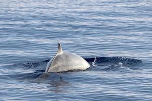 Cuvier Beaked Whale underwater near sea surface photo