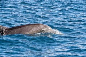 baja california dolphins swimming in the blue sea photo