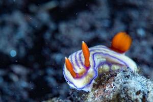 Colorful chromodoris nudibranch close up macro detail in indonesia photo