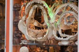 Shark Jaws for sale in shop photo