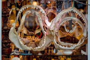 Shark Jaws for sale in shop photo