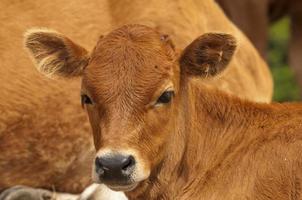 A veal portrait while looking at you photo