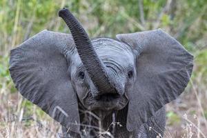 bebé elefante ondeando la trompa en el parque kruger sudáfrica foto