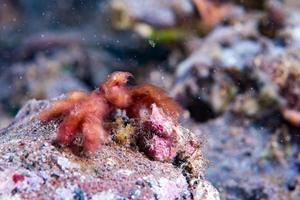 Red orang utan crab on hard coral macro photo