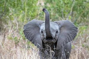 bebé elefante ondeando la trompa en el parque kruger sudáfrica foto