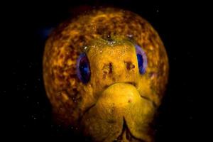 anguila amarilla mooray retrato cerrar detalle oaislado en negro foto