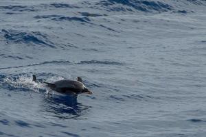 Dolphin while jumping in the deep blue sea photo