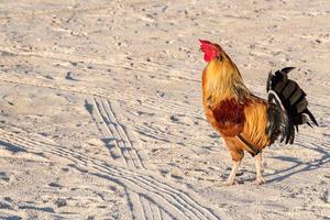 Ruster chicken on california mexico beach photo