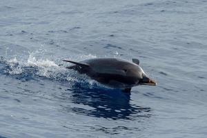 Dolphin while jumping in the deep blue sea photo