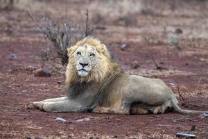 male lion in kruger park south africa photo