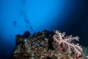 Scuba diver underwater near stone fish in the ocean photo