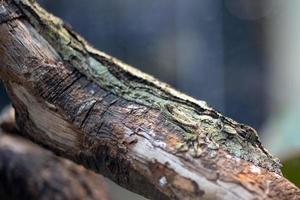 uroplatus sikorae geco endémico de madagascar foto