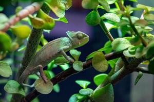 madagascar chamaleon on a tree background photo