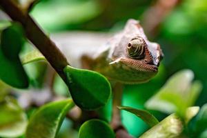 madagascar chamaleon on a tree background photo