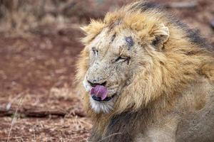 leones apareándose en el parque kruger sudáfrica foto