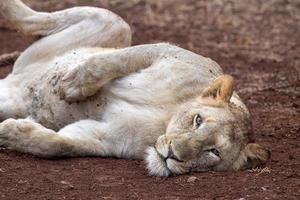 leones apareándose en el parque kruger sudáfrica foto