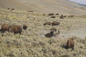 bisonte de búfalo en el valle de lamar, piedra amarilla foto