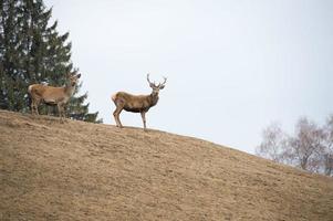 Deer running on the grass background photo