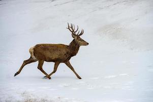 deer running on the snow in christmas time photo