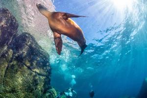 Female californian sea lion portrait photo