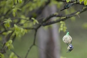 great blue tit under the rain photo