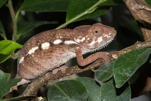 madagascar chamaleon on a tree background photo